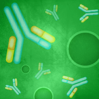 绿色荧光蛋白抗体，绿色荧光蛋白抗体